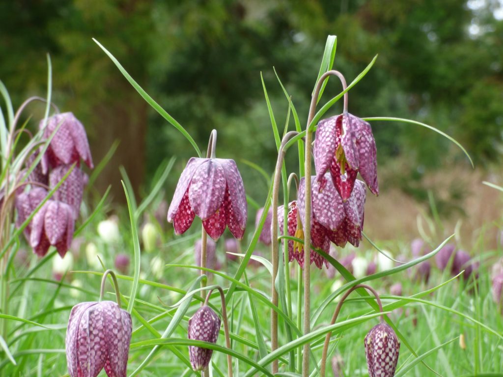 Flowers - Fritillaries